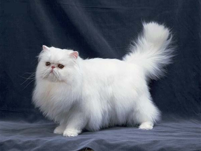 1460086270508032.png 波斯猫.png