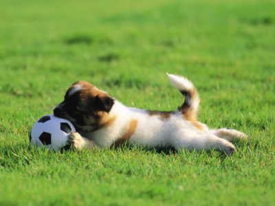 1461046652237324.jpg animal_mx069_pretty_puppies_puppy_garden_adventure_15239_18.jpg
