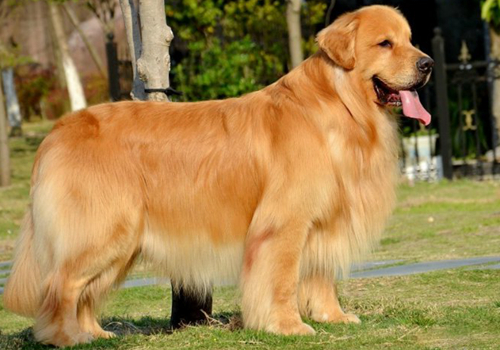金毛犬 (2).jpg
